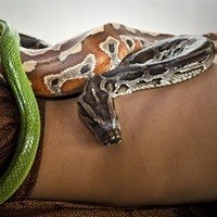 Фото Масаж живими зміями